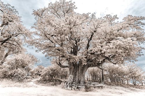 Baobab - Baum