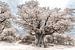 Baobab - Boom van Ursula Di Chito