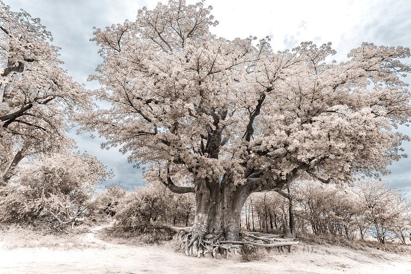 Baobab - Baum von Ursula Di Chito