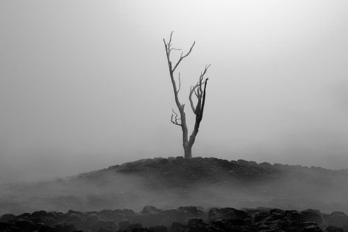 Mistig vulkaanlandschap met een eenzame verbrande boom, bedekt met lavastenen van Besa Art