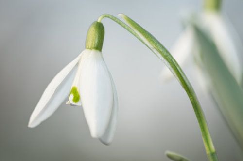 Sneeuwklokje (Galanthus)