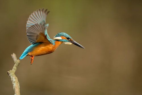 kingfisher in flight