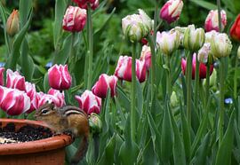 Tulpens in de tuin in de lente van Claude Laprise