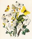 Europese vlinders en motten door William Forsell Kirby van Meesterlijcke Meesters thumbnail