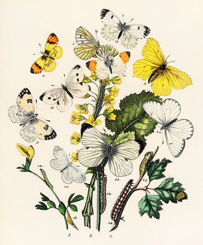 European Butterflies and Moths by William Forsell Kirby