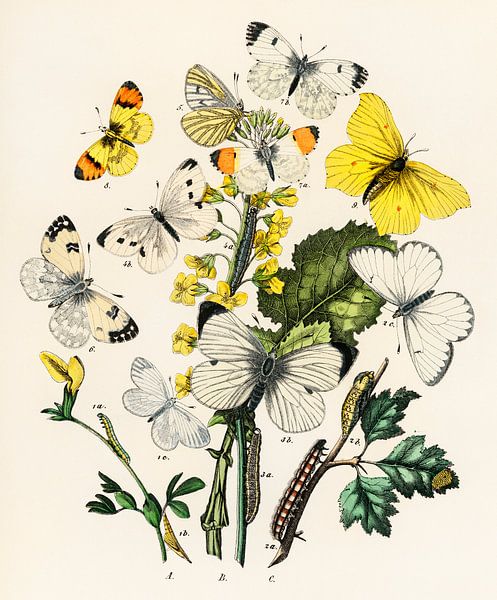 Europese vlinders en motten door William Forsell Kirby van Meesterlijcke Meesters