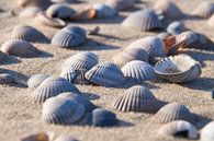 Kokkel schelpen op het strand van Ad Jekel thumbnail