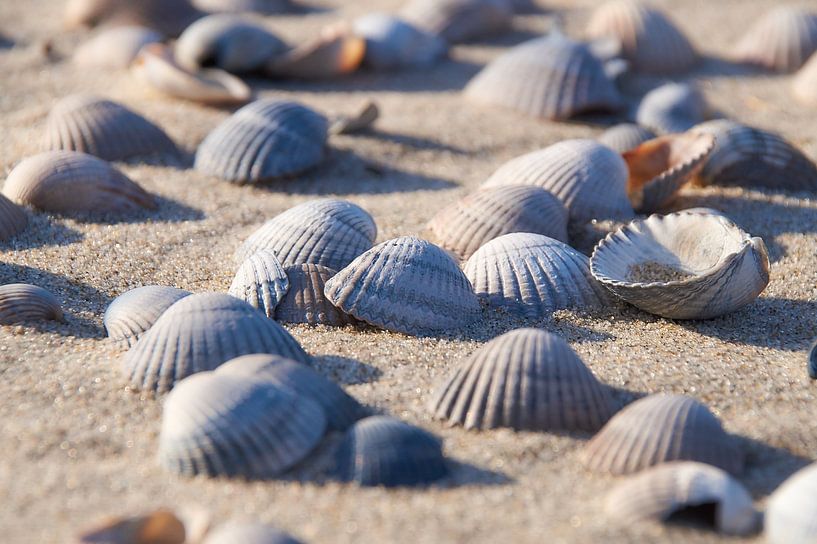 Kokkel schelpen op het strand van Ad Jekel