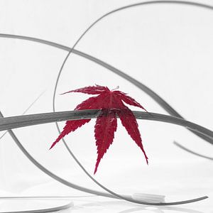 Rotes Blatt 