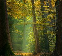 Speulderbos - Ingekaderd Licht