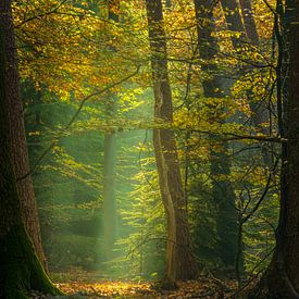 Speulderbos - Gerahmtes Licht von Frank Smit Fotografie