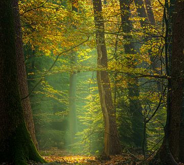 Speulderbos - Gerahmtes Licht von Frank Smit Fotografie