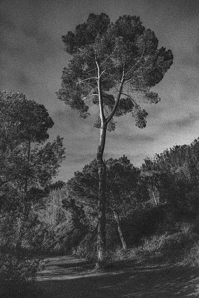 arbores by Pepa Aston