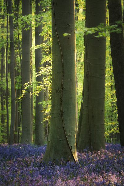 Every forest has its Tarzan by Loris Photography
