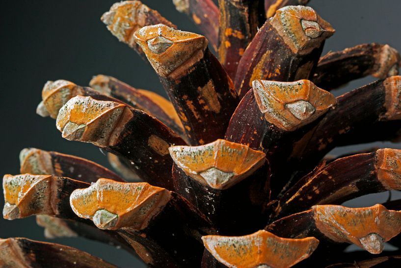  Pinecone pure nature! by Wim Bodewes