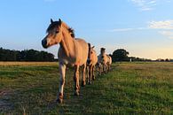 Paarden op een rij van Karla Leeftink thumbnail