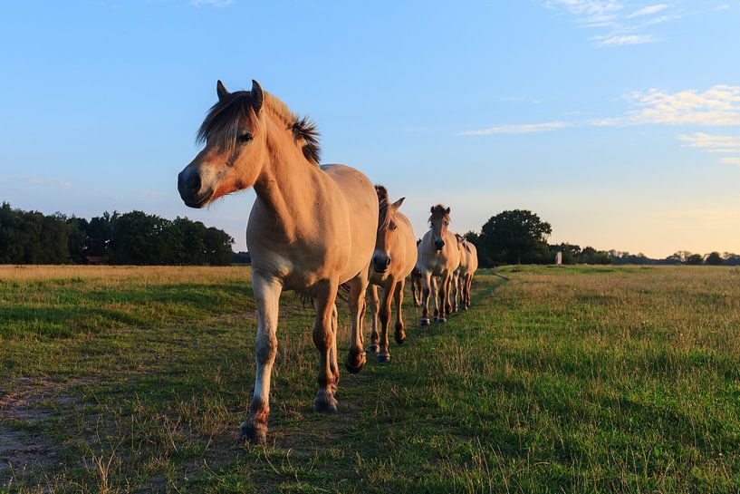 Paarden op een rij van Karla Leeftink