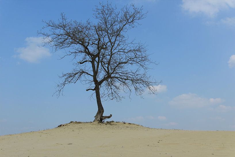 Tree on the Loonse and Drunense dunes by Photo Pim