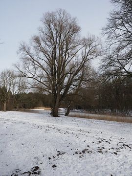 Amsterdamse Bos