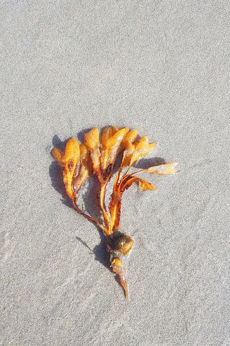Goldener Blasentang auf feinem Sand