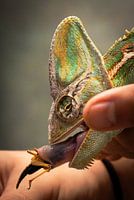 Kameleon