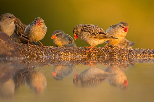 Vogeltjes in het warme ochtendlicht