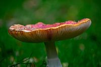 Fly agaric