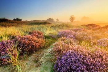 Bloeiende heide in gouden zonlicht