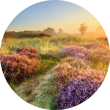 Bloeiende heide in gouden zonlicht