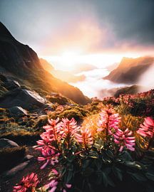 A morning in Madeira