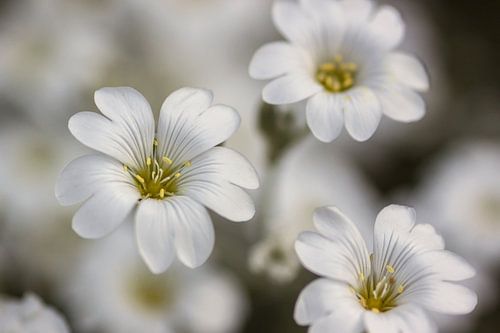 Witte bloemen