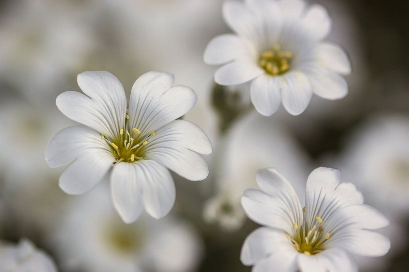 Witte bloemen van Alfred Meester
