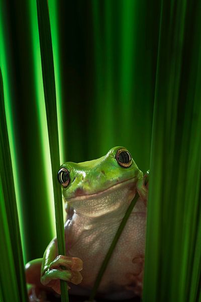 Grüner Frosch, Ahmad Gafuri von 1x