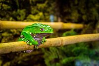 Giant Leaf Frog