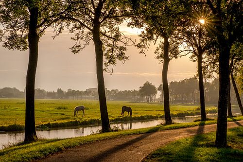 Paarden bij de wetering