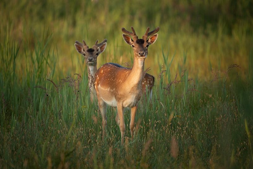Fallow deer by Elles Rijsdijk