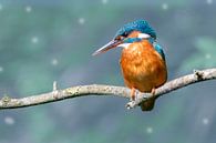 Kingfisher in blue van Peter Bartelings thumbnail