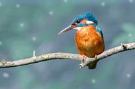 Martin-pêcheur en bleu par Peter Bartelings Aperçu