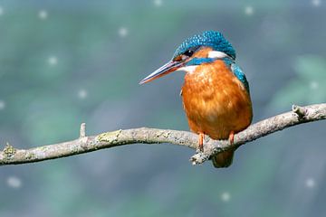 Kingfisher in blue van Peter Bartelings
