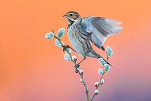 Rietgors (Emberiza schoeniclus) van Beschermingswerk voor aan uw muur