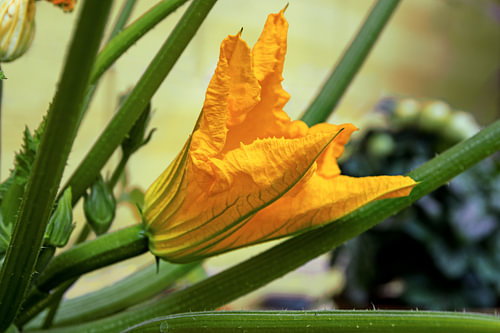 Zucchiniblüte auf einer Pflanze im Gemüsegarten, ausgewählter Fokus, enge Schärfentiefe
