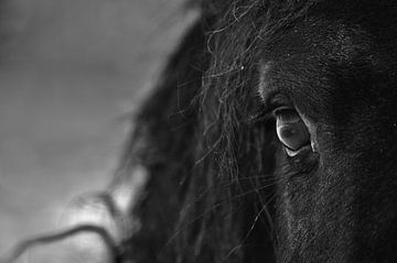 The eye of a friesian horse... van Albertha  de Vries
