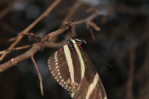 Tropische vlinder met bruin, gele en rode accenten.