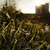 geralda Van der Hoff profielfoto