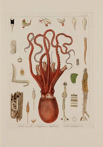 Memorie sulla Storia e Notomia - Stefano Delle Chaie, 1823 - Collectie Teylers Museum