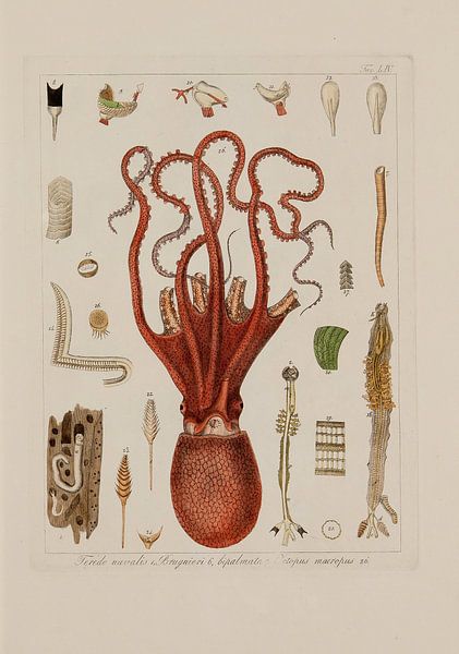 Memorie sulla Storia e Notomia - Stefano Delle Chaie, 1823 - Teylers Museum Collection by Teylers Museum