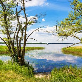 Landscape on the Achterwasser near Warthe on the island of Usedom by Rico Ködder