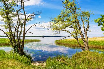 Landschap aan het Achterwasser bij Warthe op het eiland Usedom van Rico Ködder