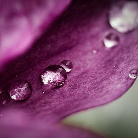 Waterdrops by Andre Michaelis