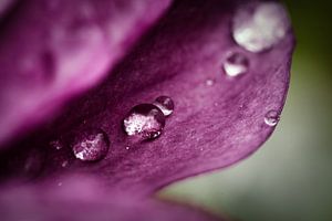 Gouttes d'eau